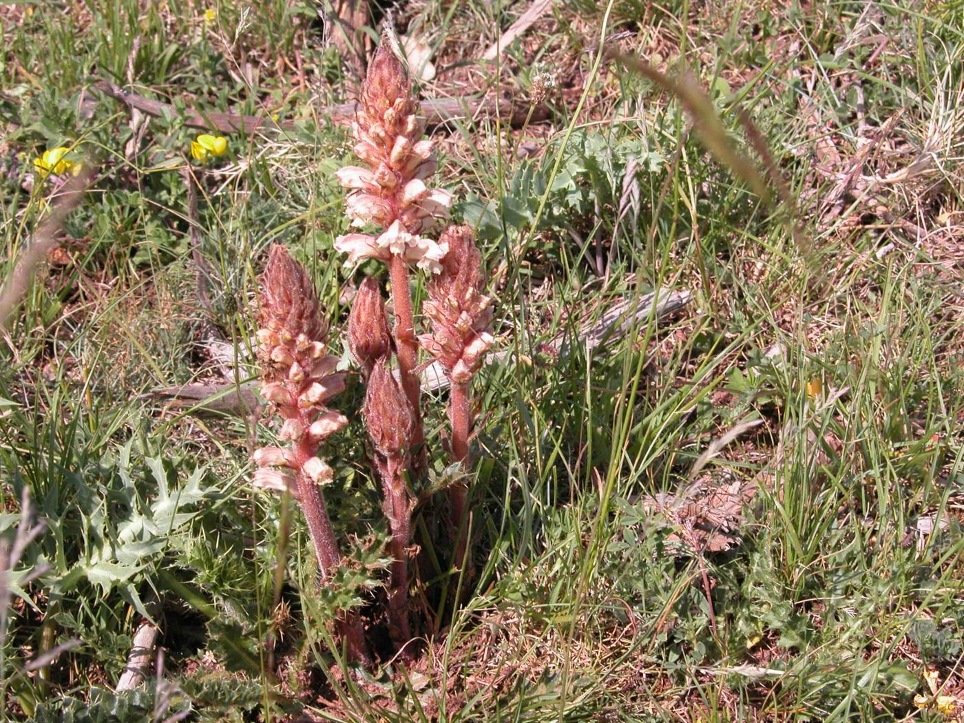 Broomrape, Amethyst plant